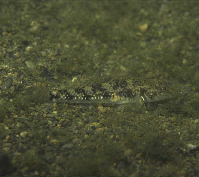 Rhinogobius giurinus